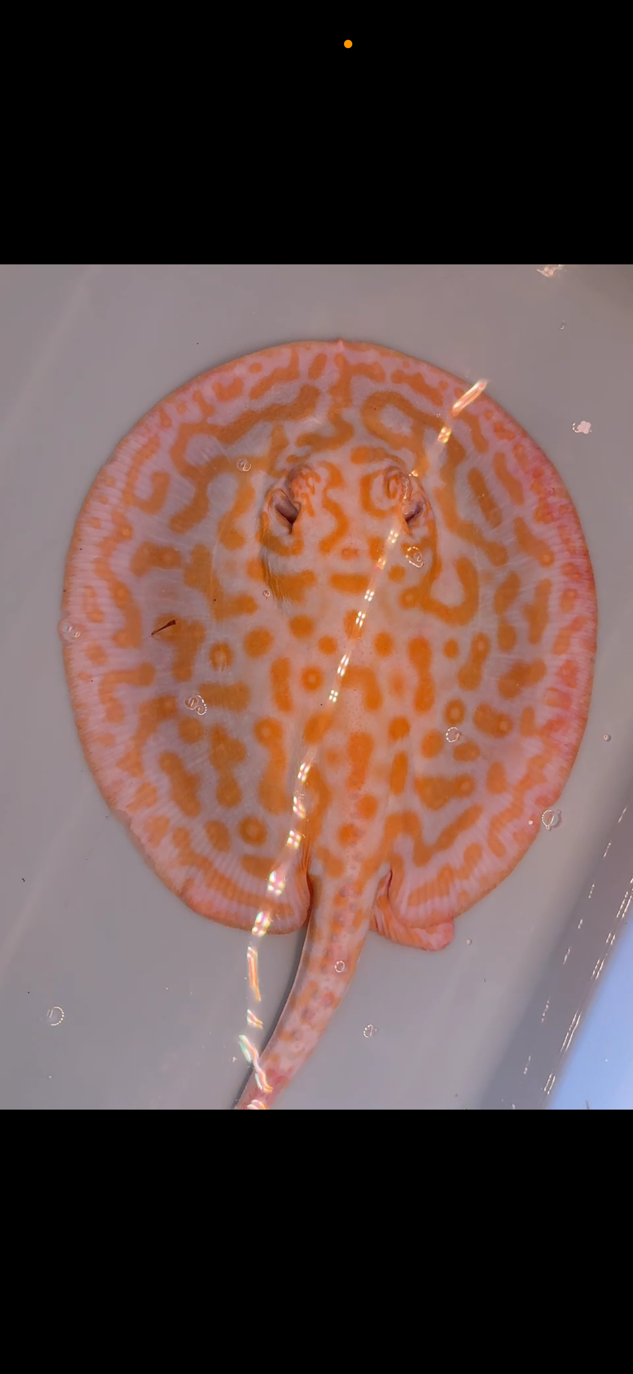 Freshwater stingray goldenbase leucistic key albino breeder female