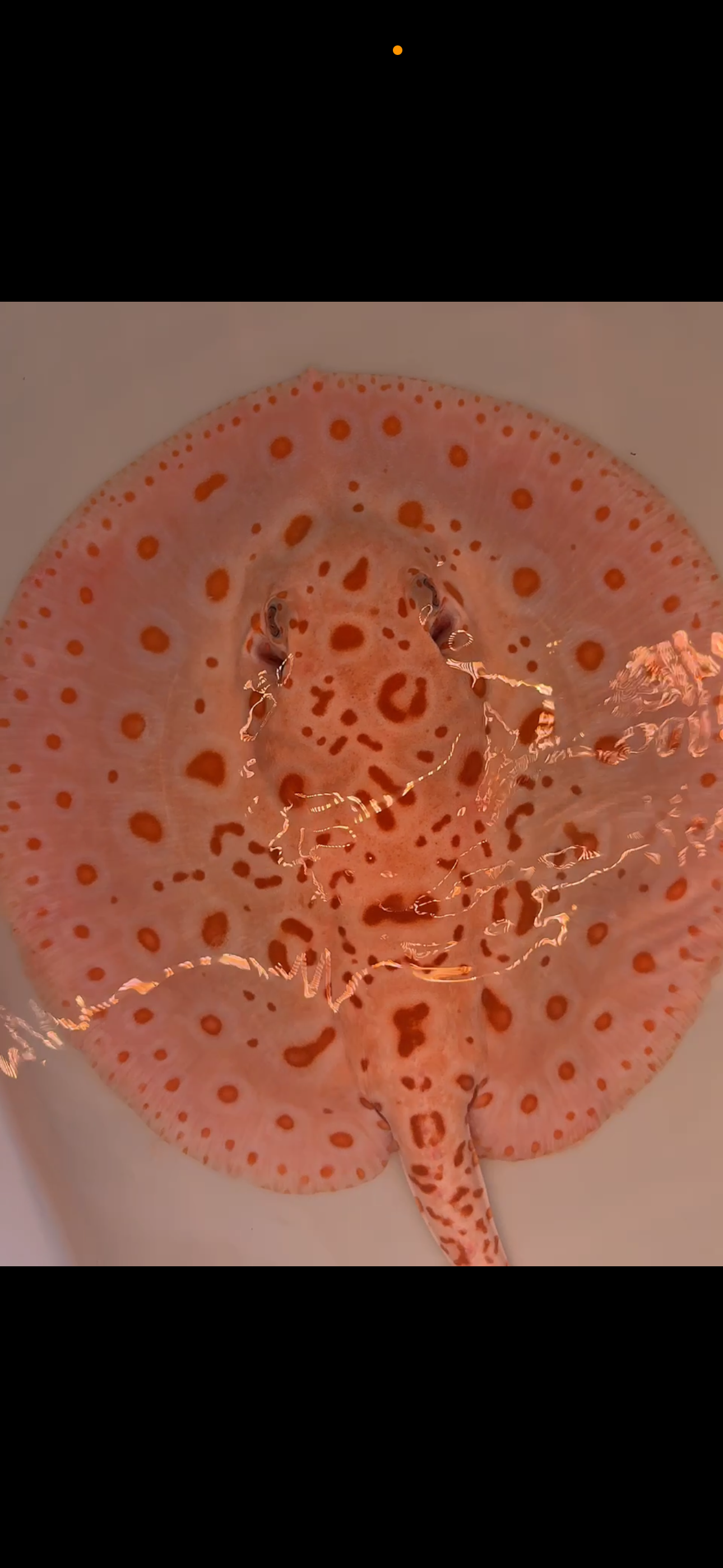 Freshwater stingray redbase black diamond hybrid breeder female albino