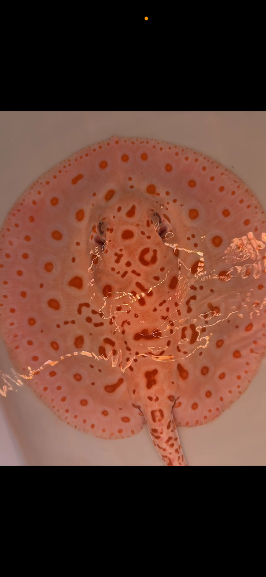 Freshwater stingray redbase black diamond hybrid breeder female albino