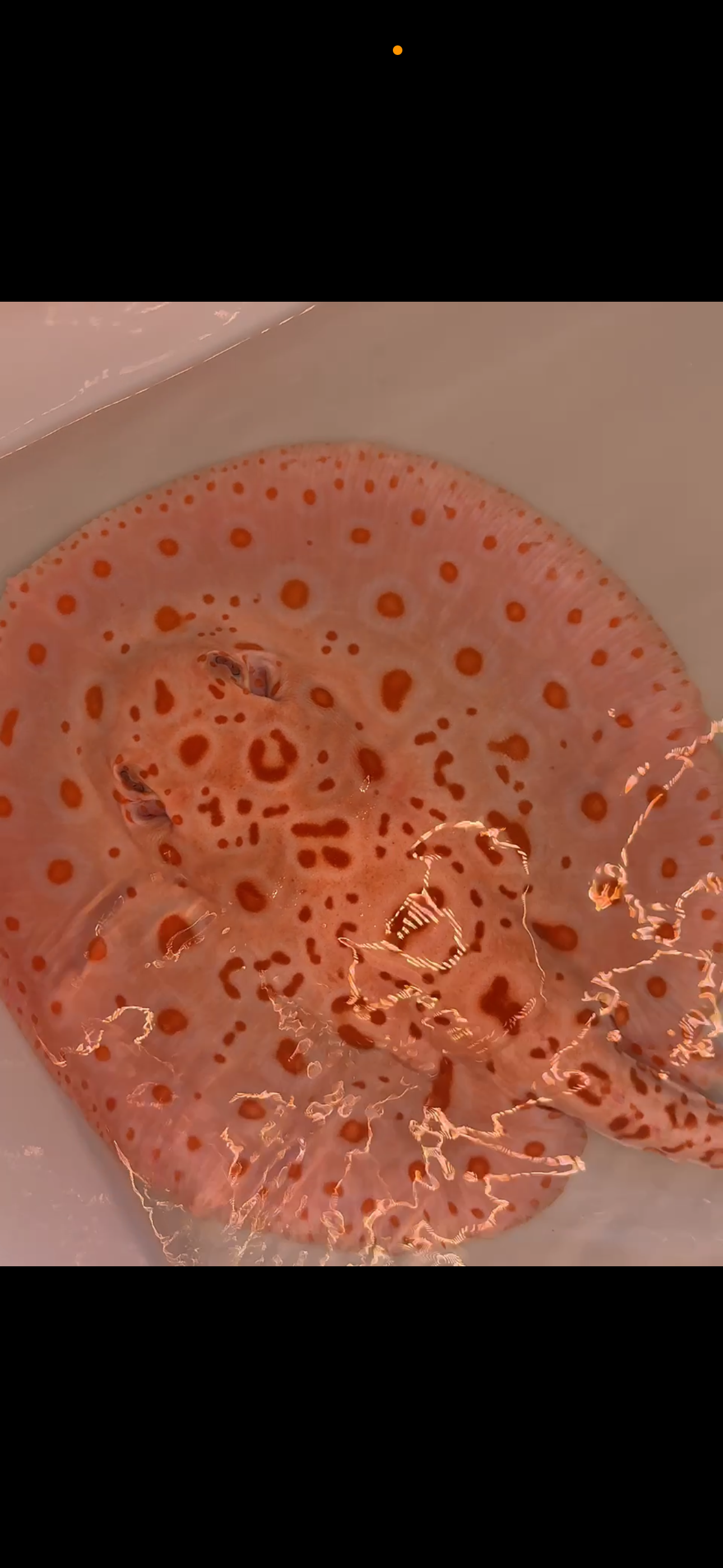Freshwater stingray redbase black diamond hybrid breeder female albino