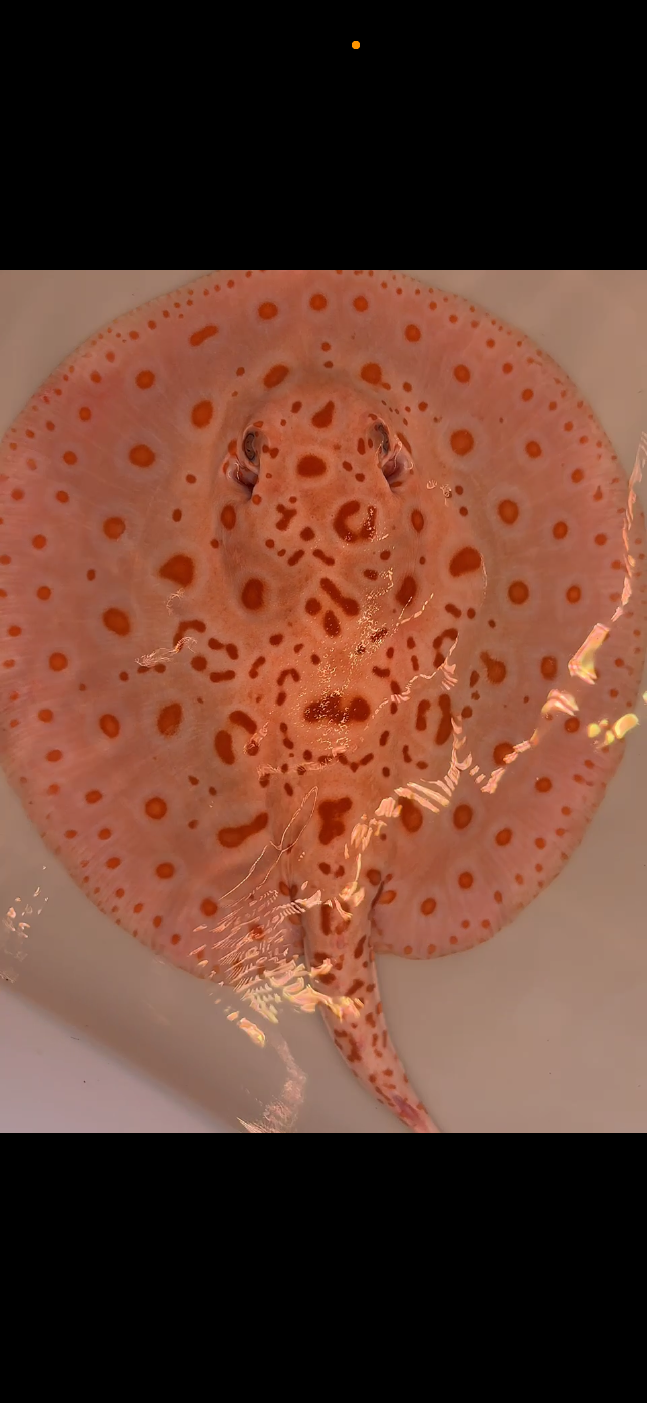 Freshwater stingray redbase black diamond hybrid breeder female albino