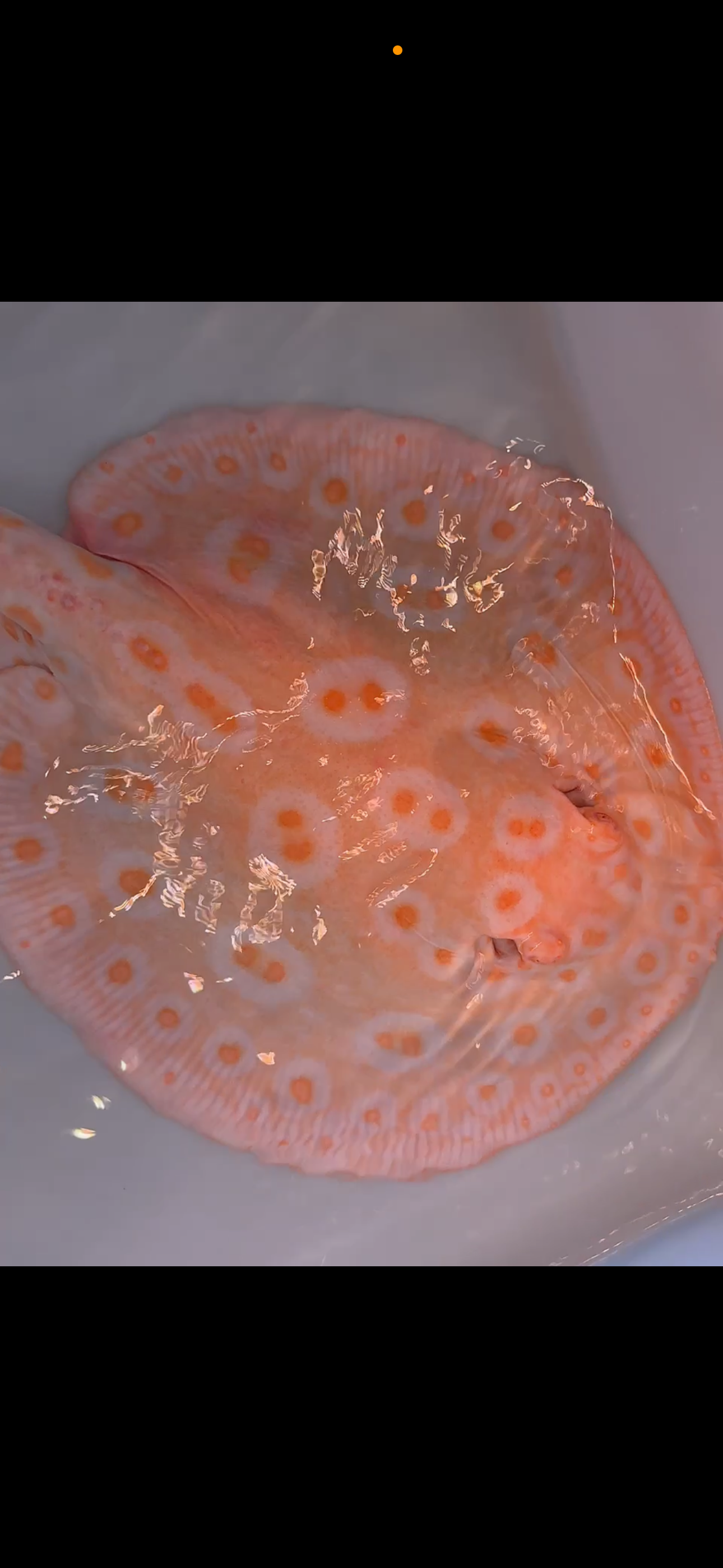 Freshwater stingray goldenbase pearl breeder albino female