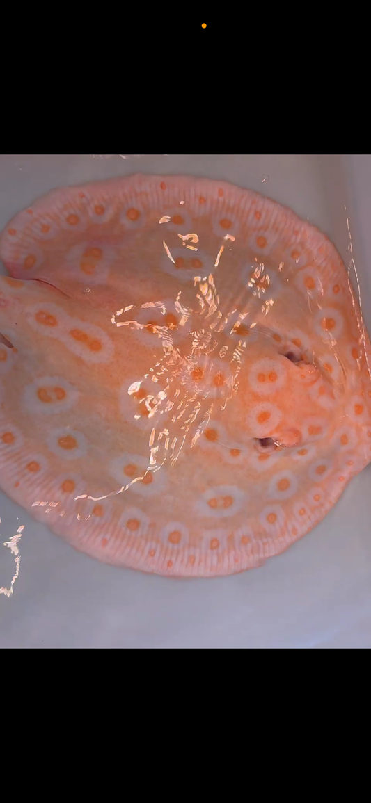 Freshwater stingray goldenbase pearl breeder albino female