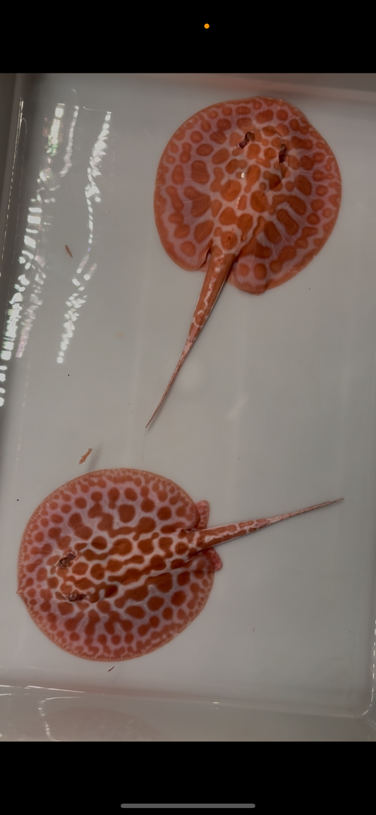 Freshwater stingray Key diamond pair redbase albino