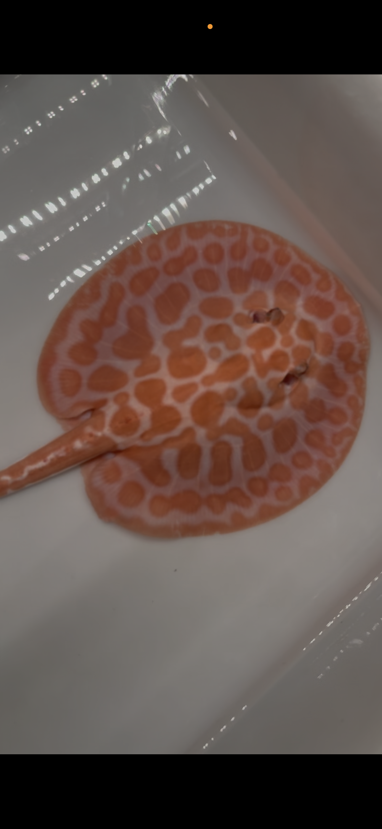 Freshwater stingray Key diamond pair redbase albino
