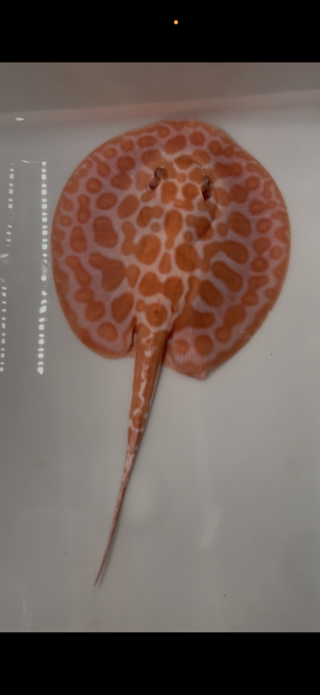 Freshwater stingray Key diamond pair redbase albino