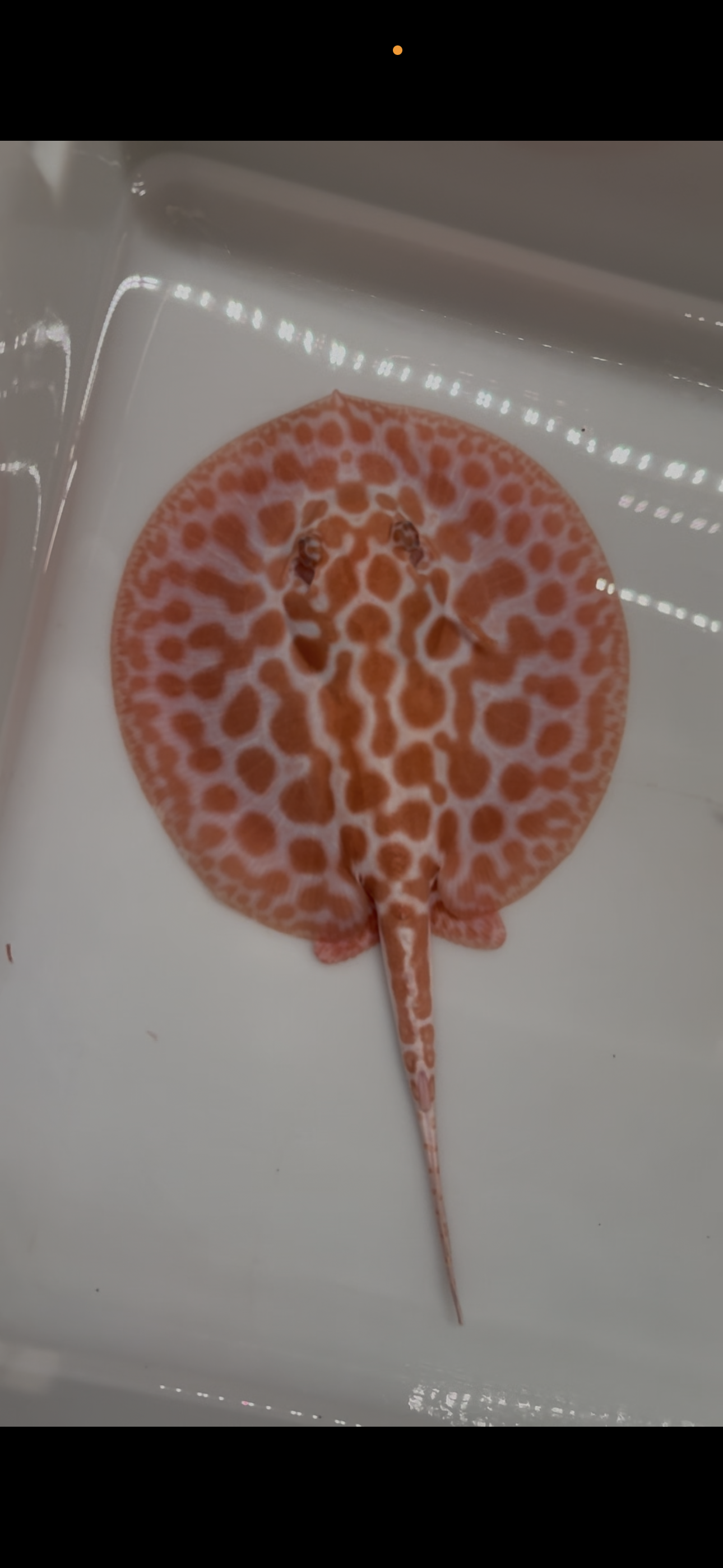 Freshwater stingray Key diamond pair redbase albino