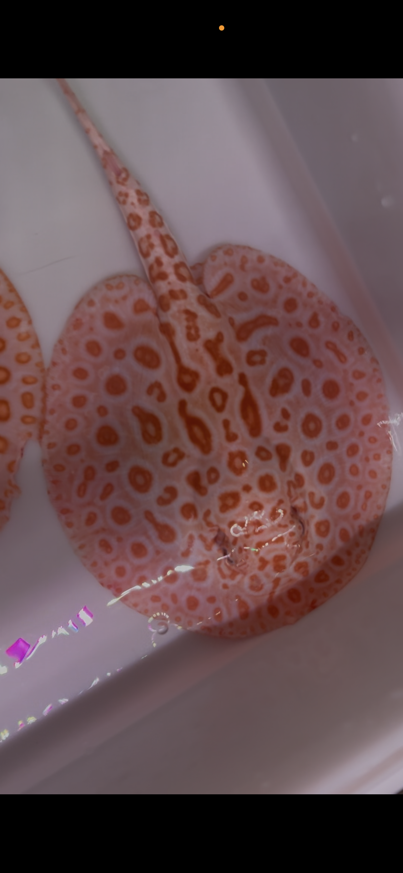 Freshwater stingray redbase black diamond hybrid albino pair