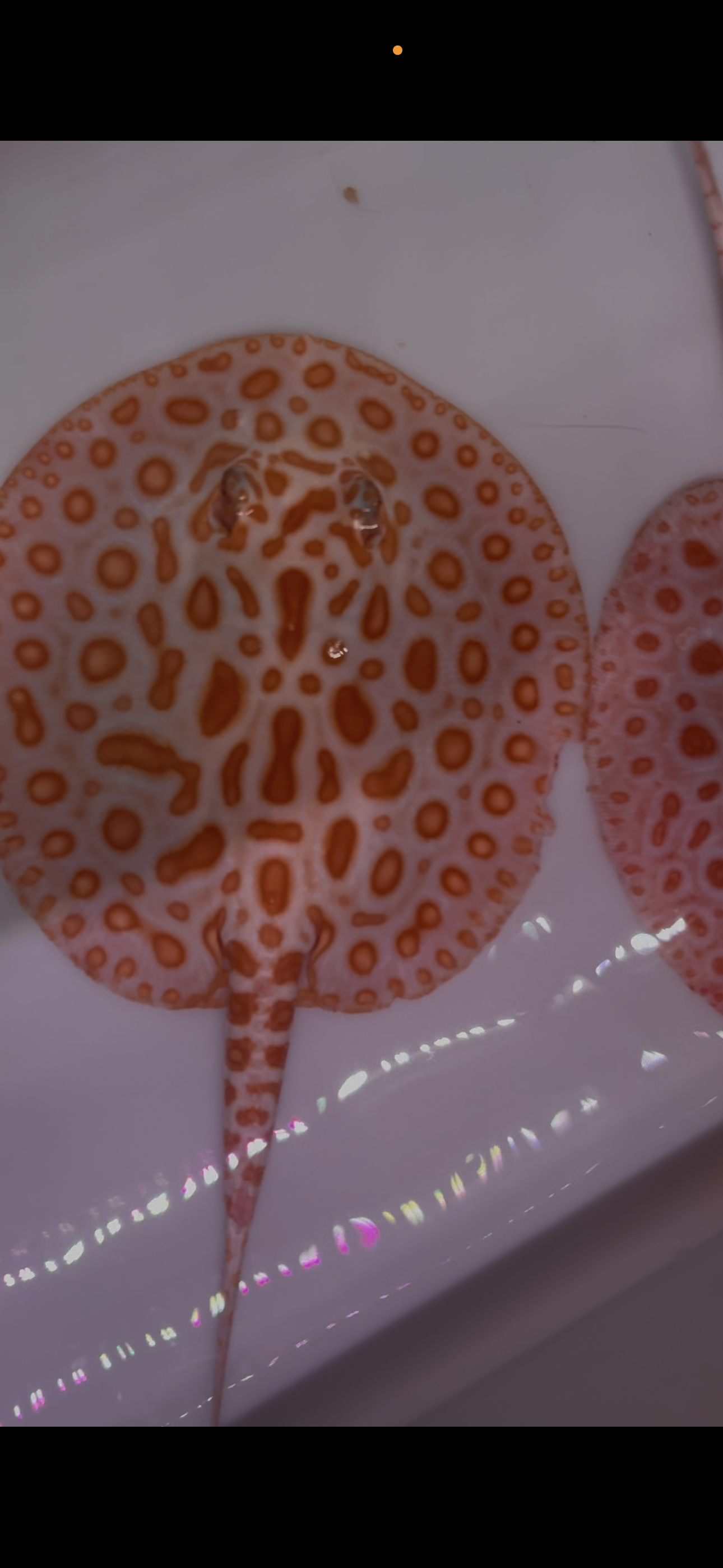 Freshwater stingray redbase black diamond hybrid albino pair