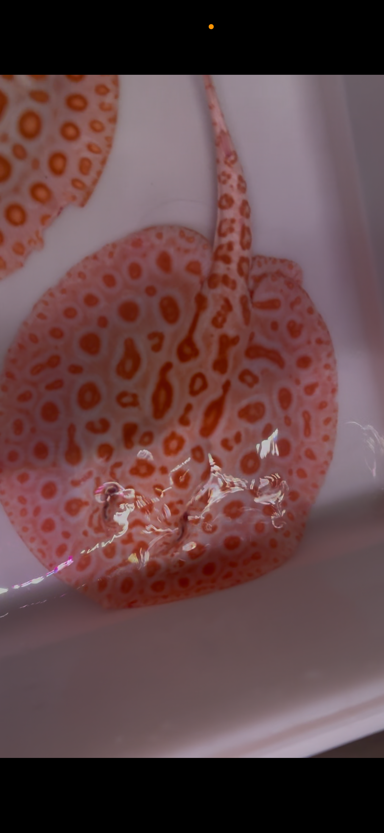 Freshwater stingray redbase black diamond hybrid albino pair