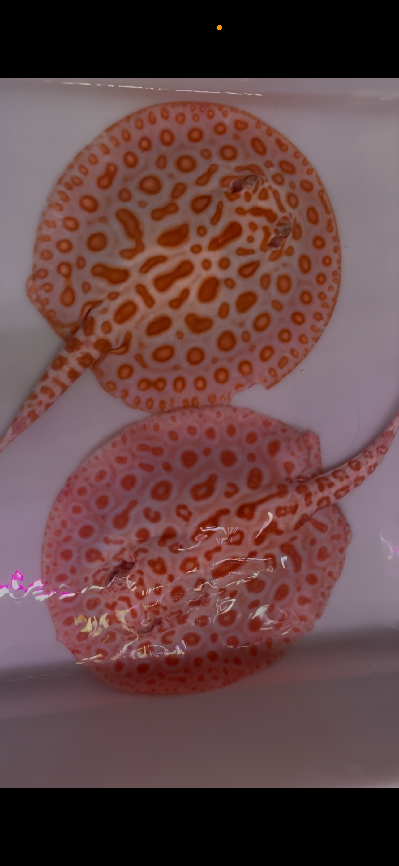 Freshwater stingray redbase black diamond hybrid albino pair