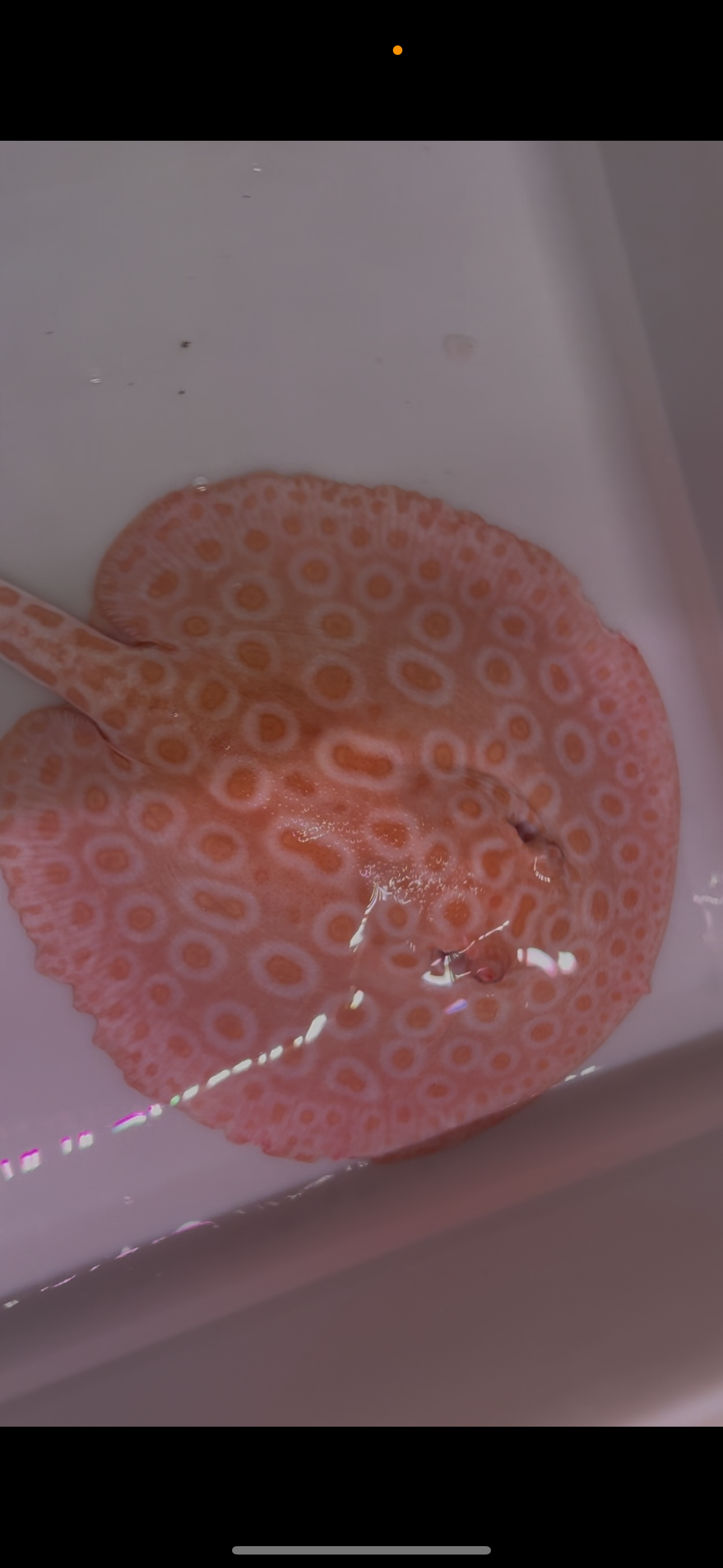 Freshwater stingray redbase pearl albino male 8inch