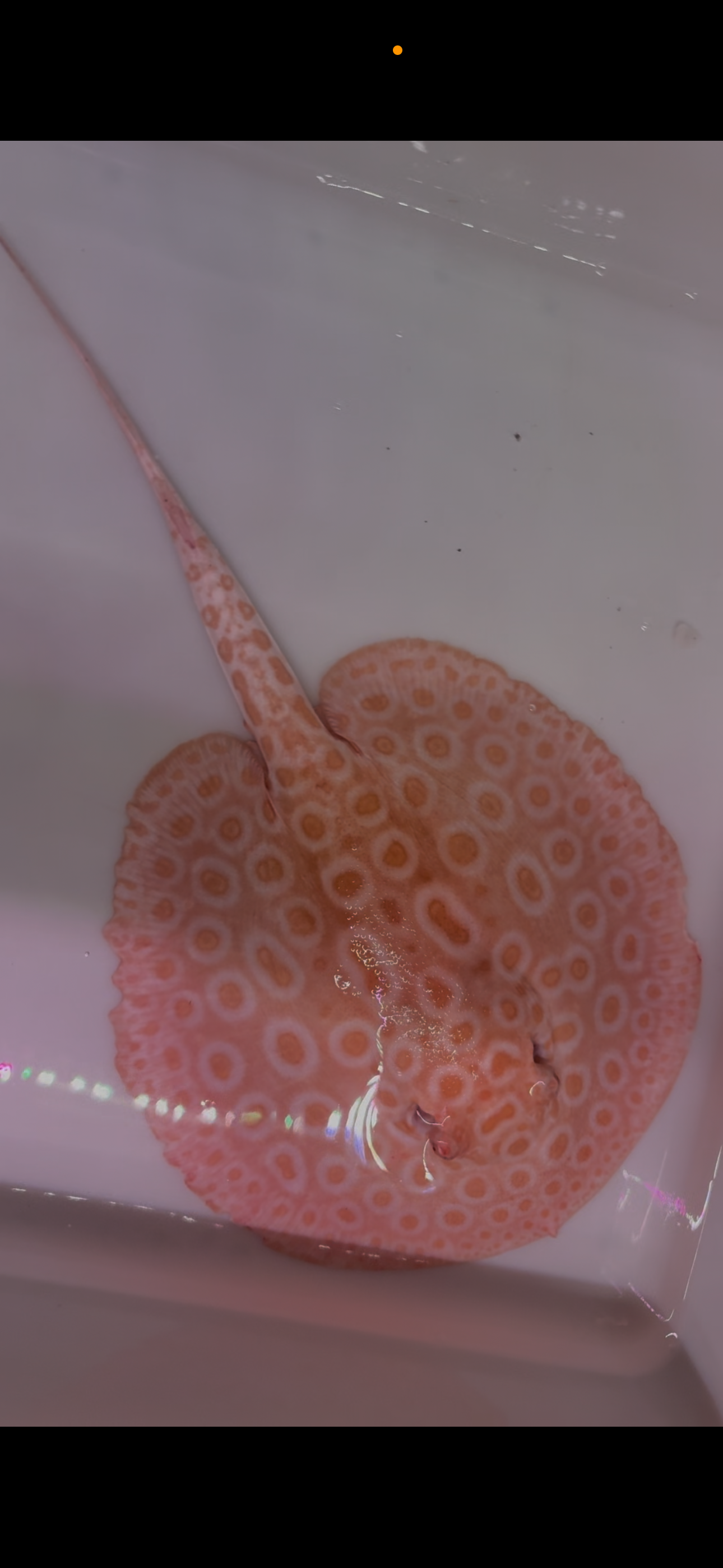 Freshwater stingray redbase pearl albino male 8inch