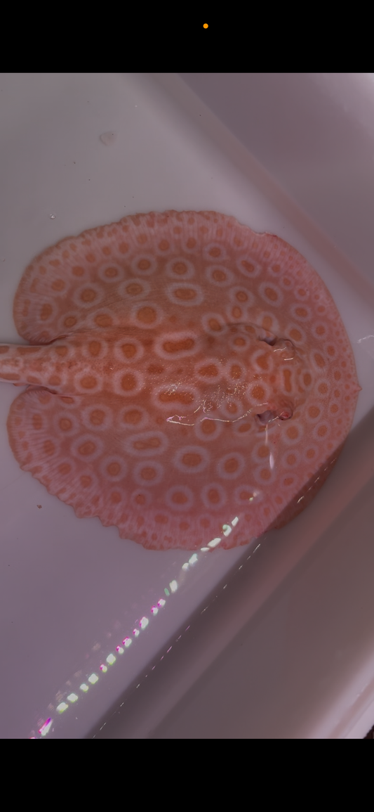 Freshwater stingray redbase pearl albino male 8inch