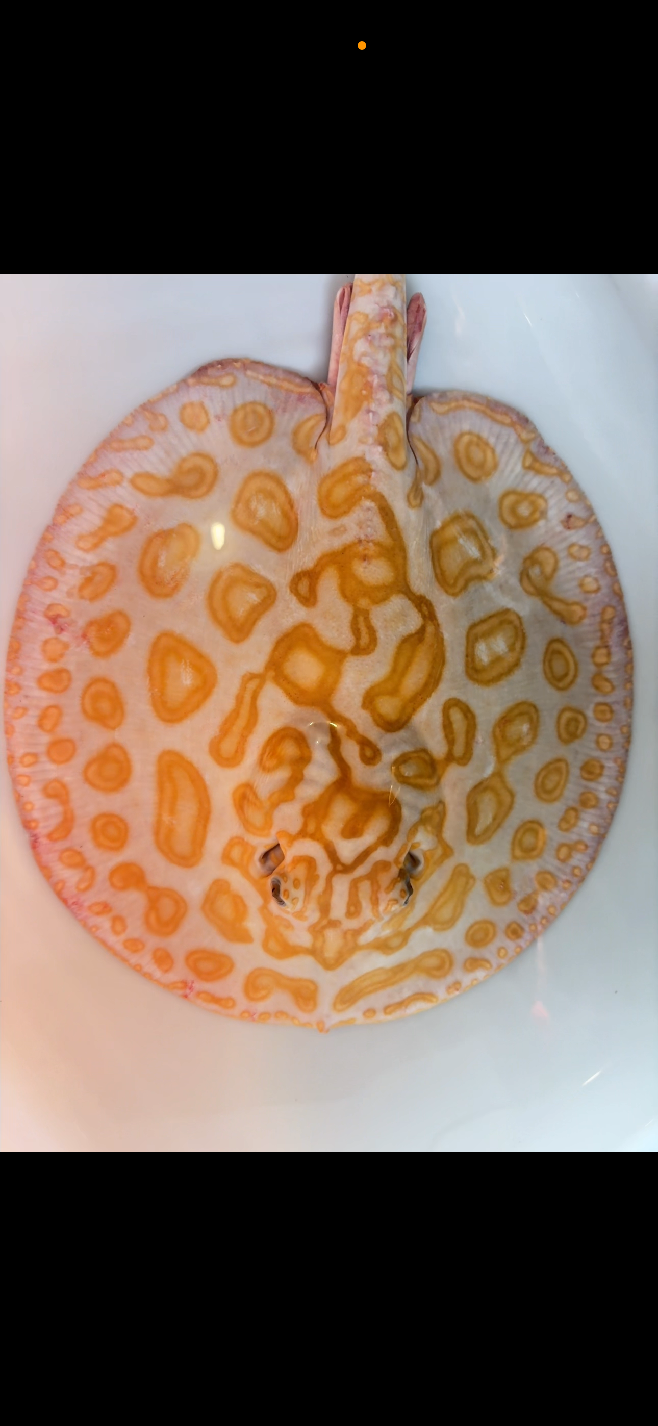 Freshwater stingray black diamond hybrid breeder male