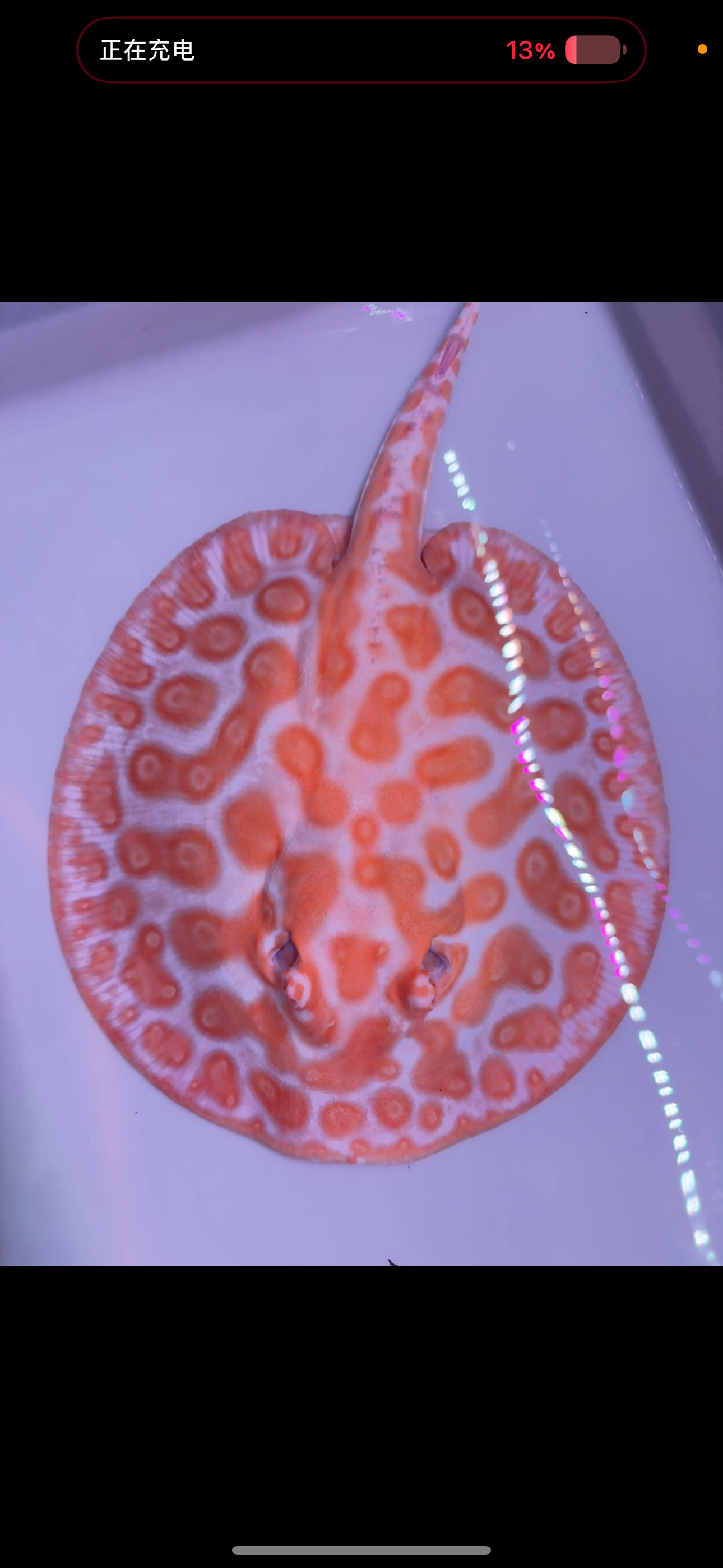 Freshwater stingray Key diamond goldenbase breeder female albino