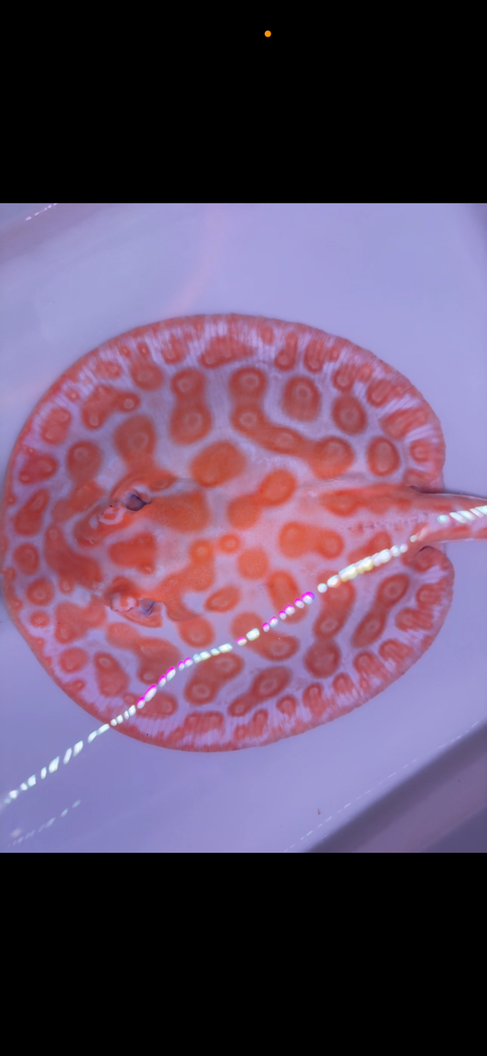 Freshwater stingray Key diamond goldenbase breeder female albino