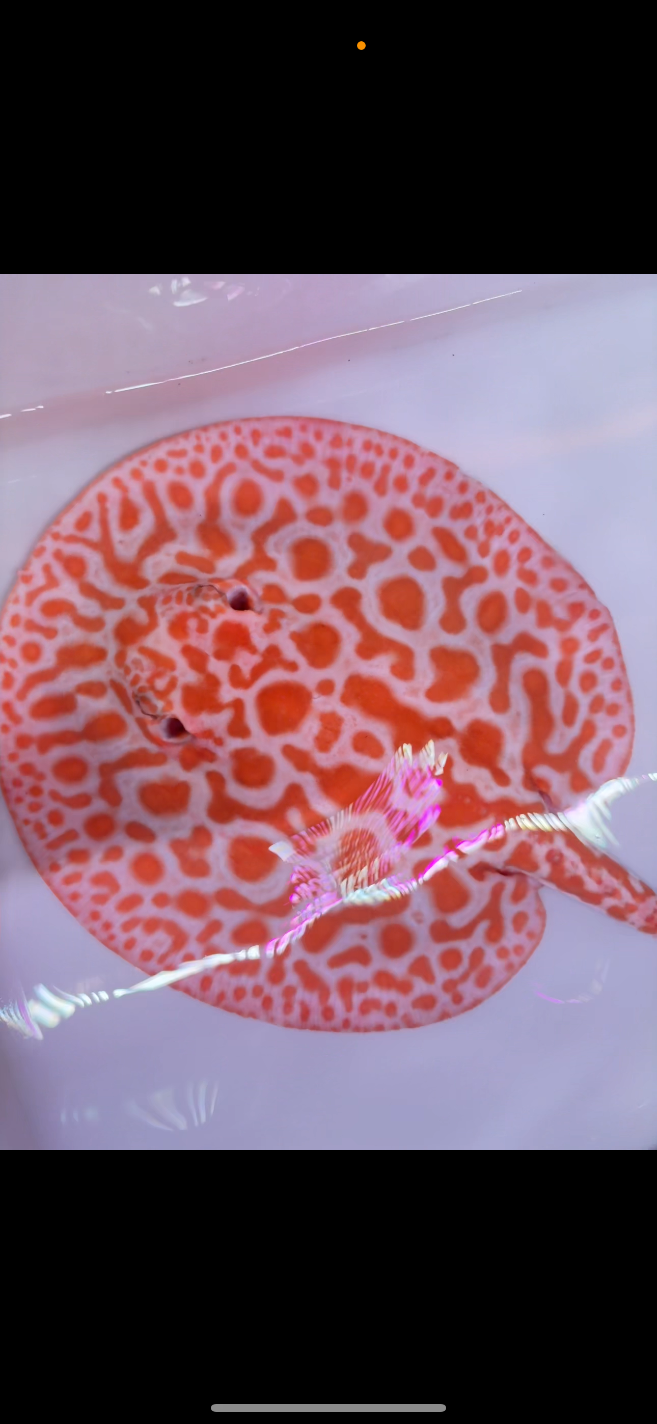 Freshwater stingray Key diamond redbase breeder female albino