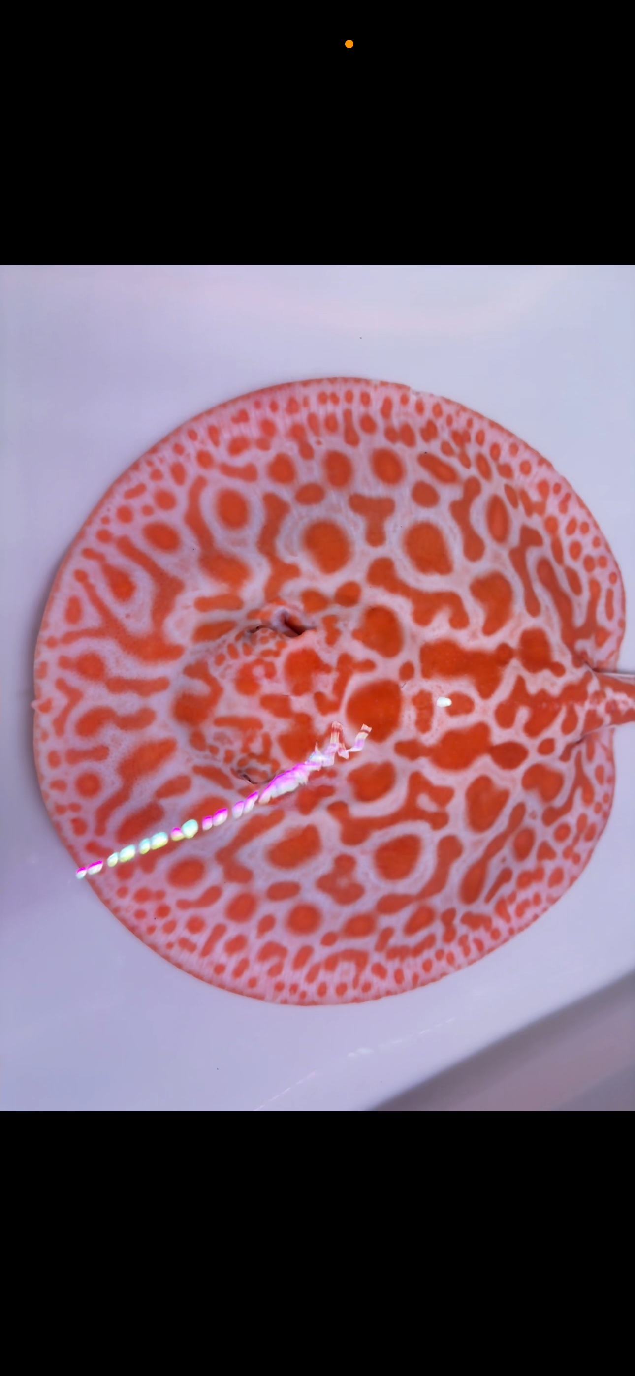 Freshwater stingray Key diamond redbase breeder female albino