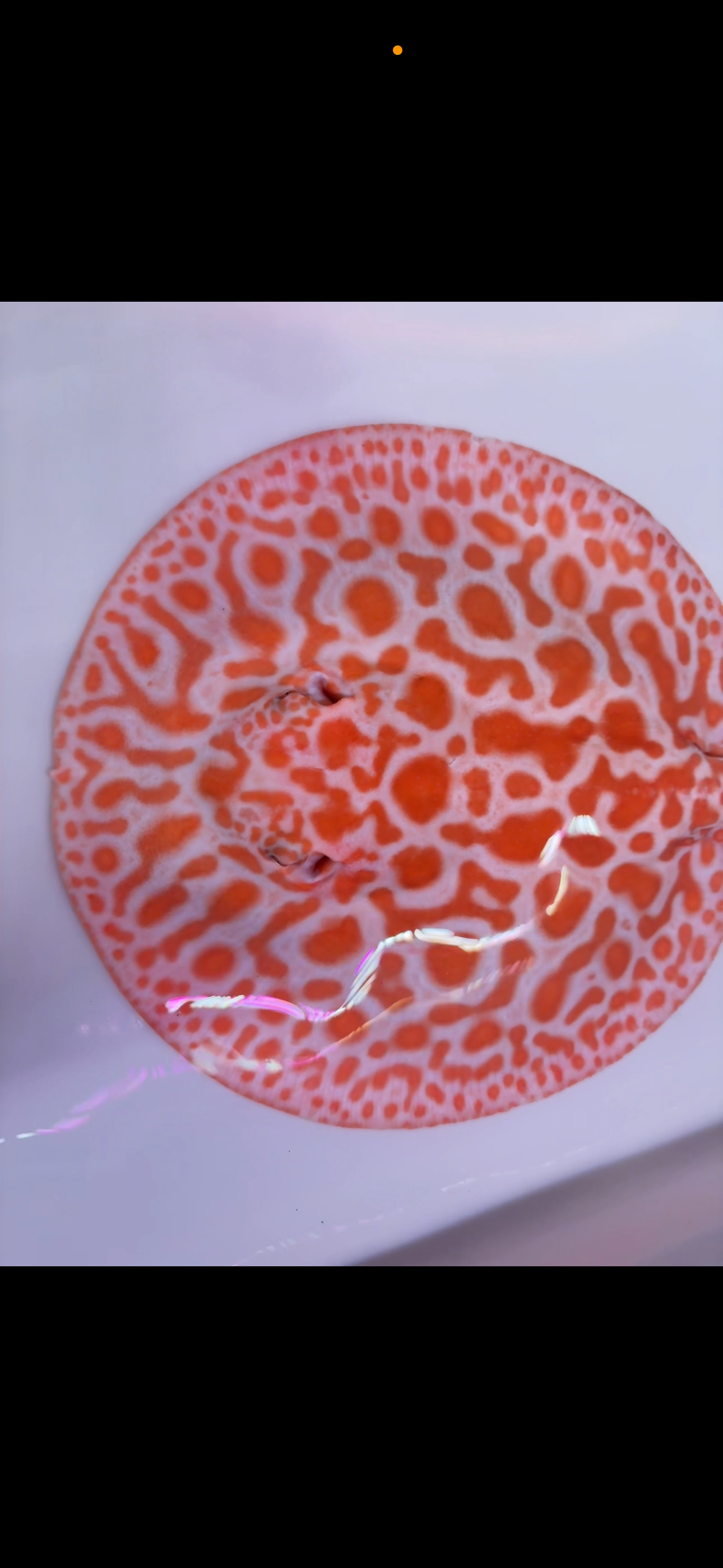 Freshwater stingray Key diamond redbase breeder female albino