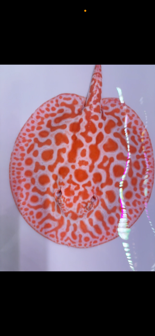 Freshwater stingray Key diamond redbase breeder female albino