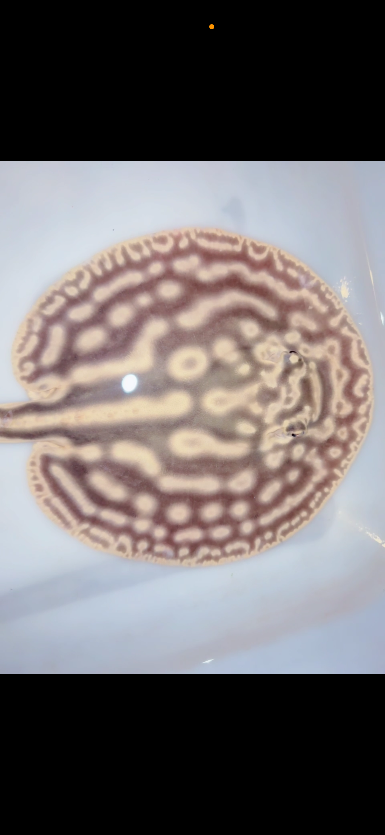 Freshwater stingray leucistic key het male 6inch