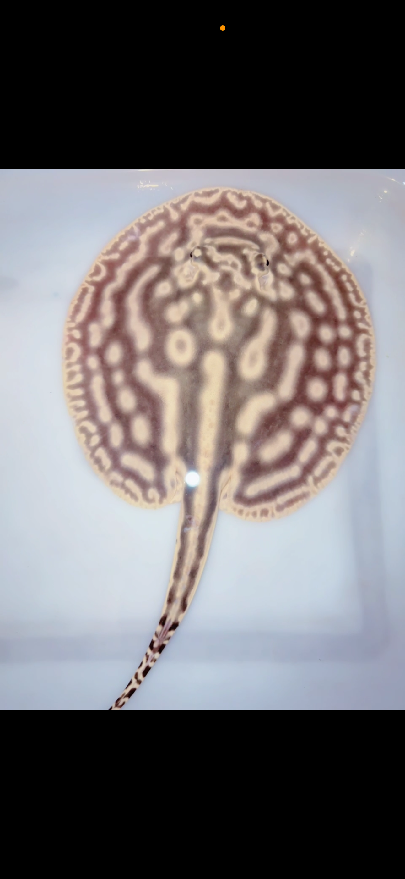 Freshwater stingray leucistic key het male 6inch