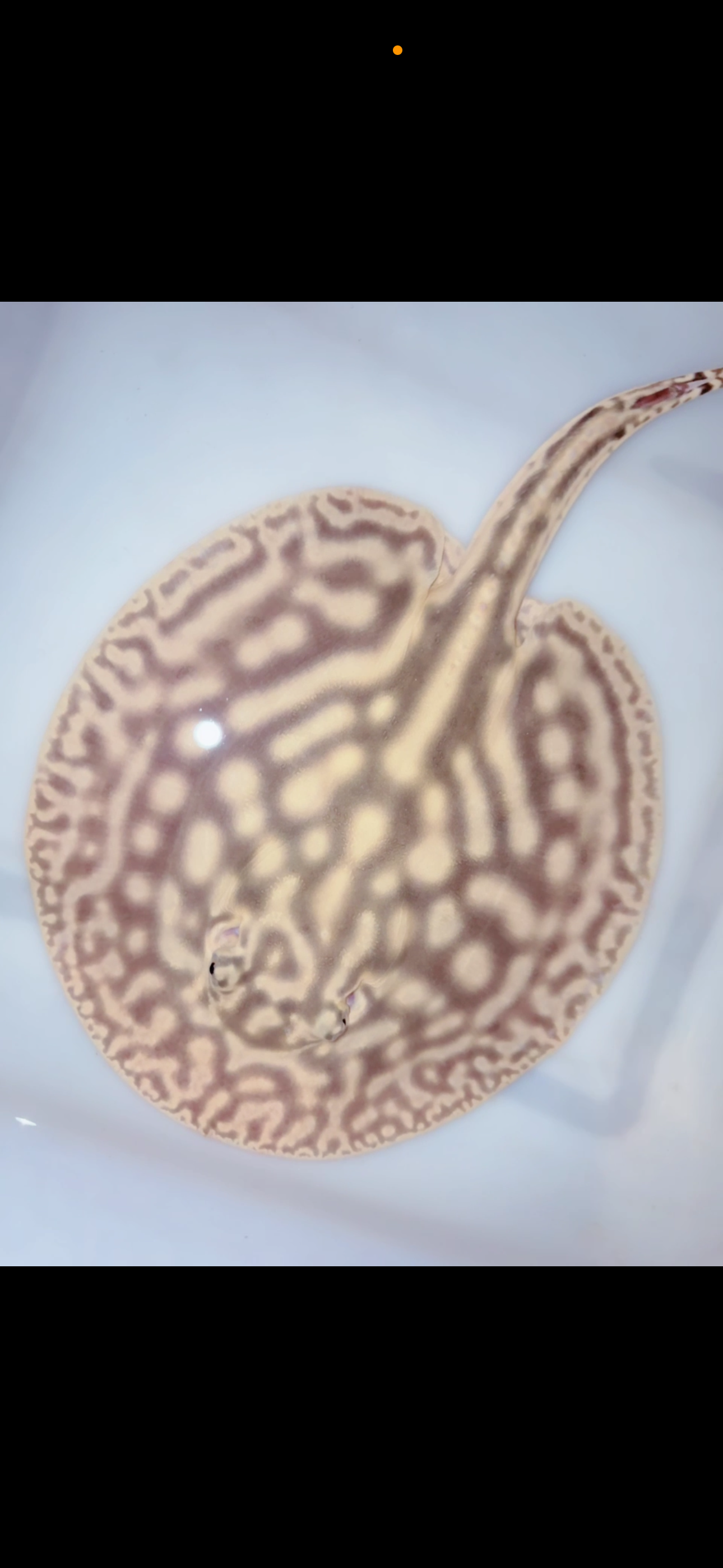 Freshwater stingray leucistic key het male 7inch