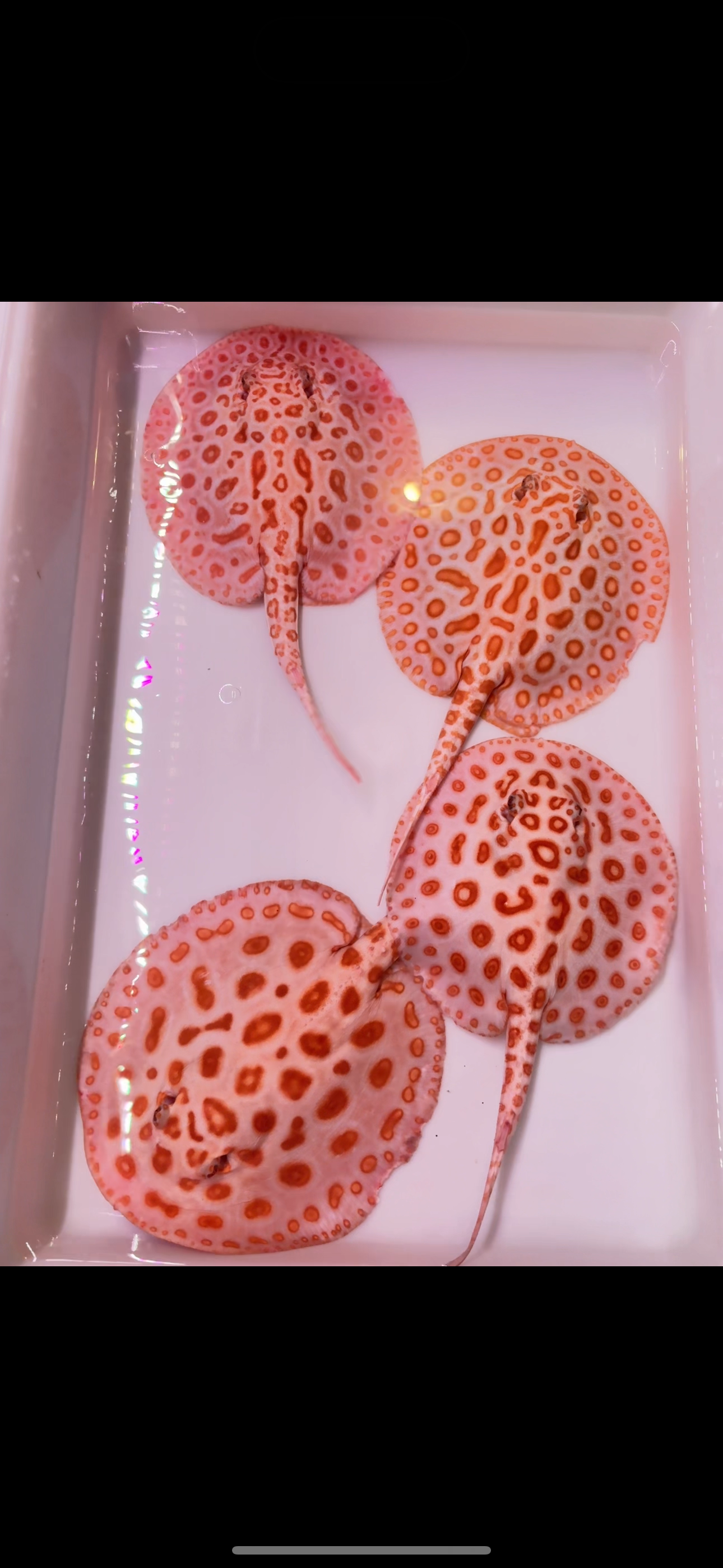 Freshwater stingray redbase diamond hybrid albinos (3 females 1 male)