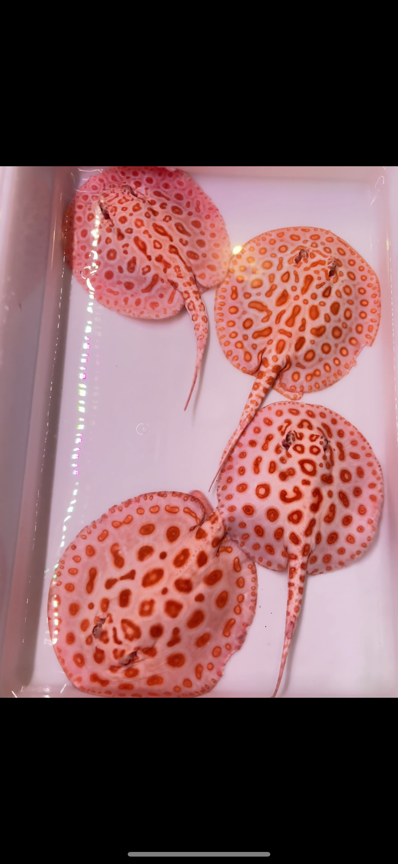 Freshwater stingray redbase diamond hybrid albinos (3 females 1 male)
