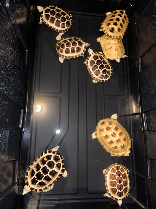 Morph Asian Yellow Pond Turtle Breeding Ground CB