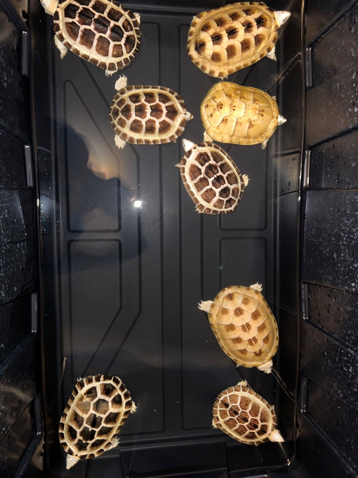 Morph Asian Yellow Pond Turtle Breeding Ground CB