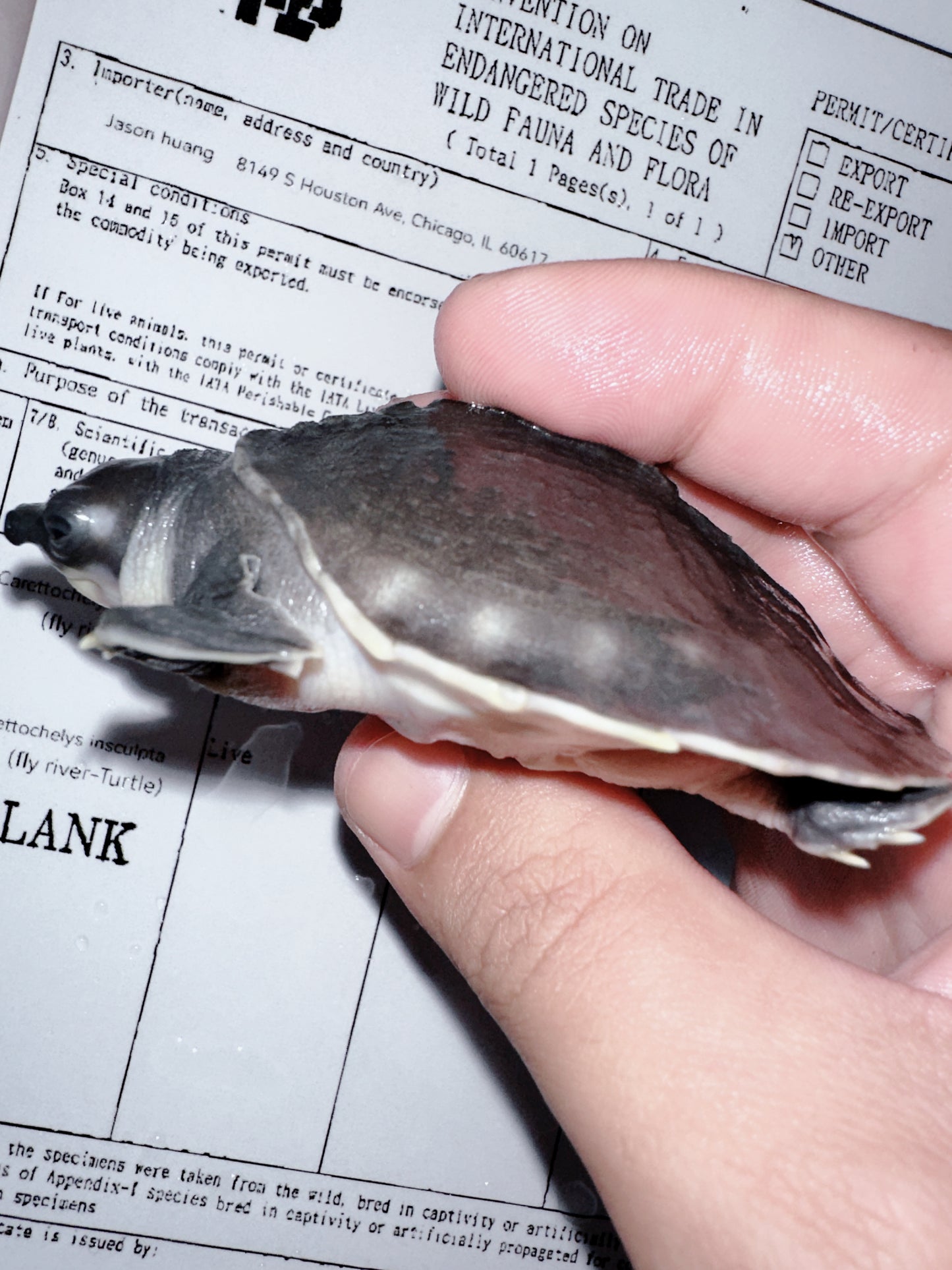 Fly River Turtle /Pig Nose Turtle 1