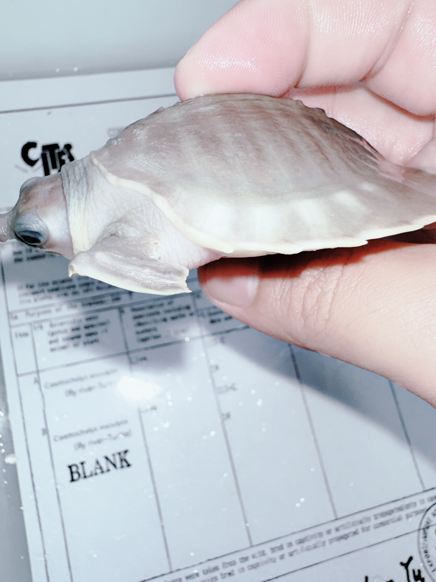 Fly River Turtle /Pig Nose Turtle 4(pale)