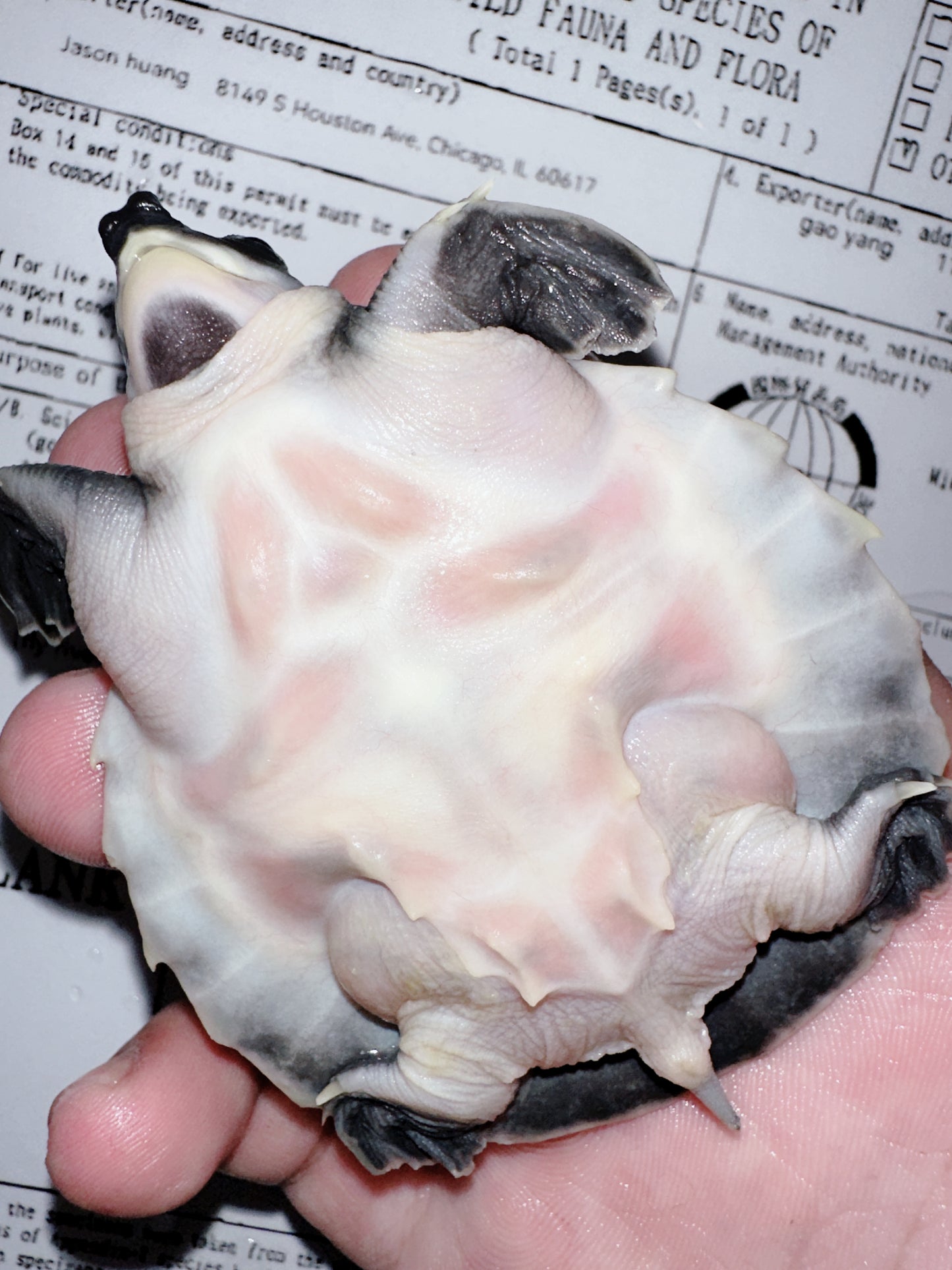 Fly River Turtle /Pig Nose Turtle 1