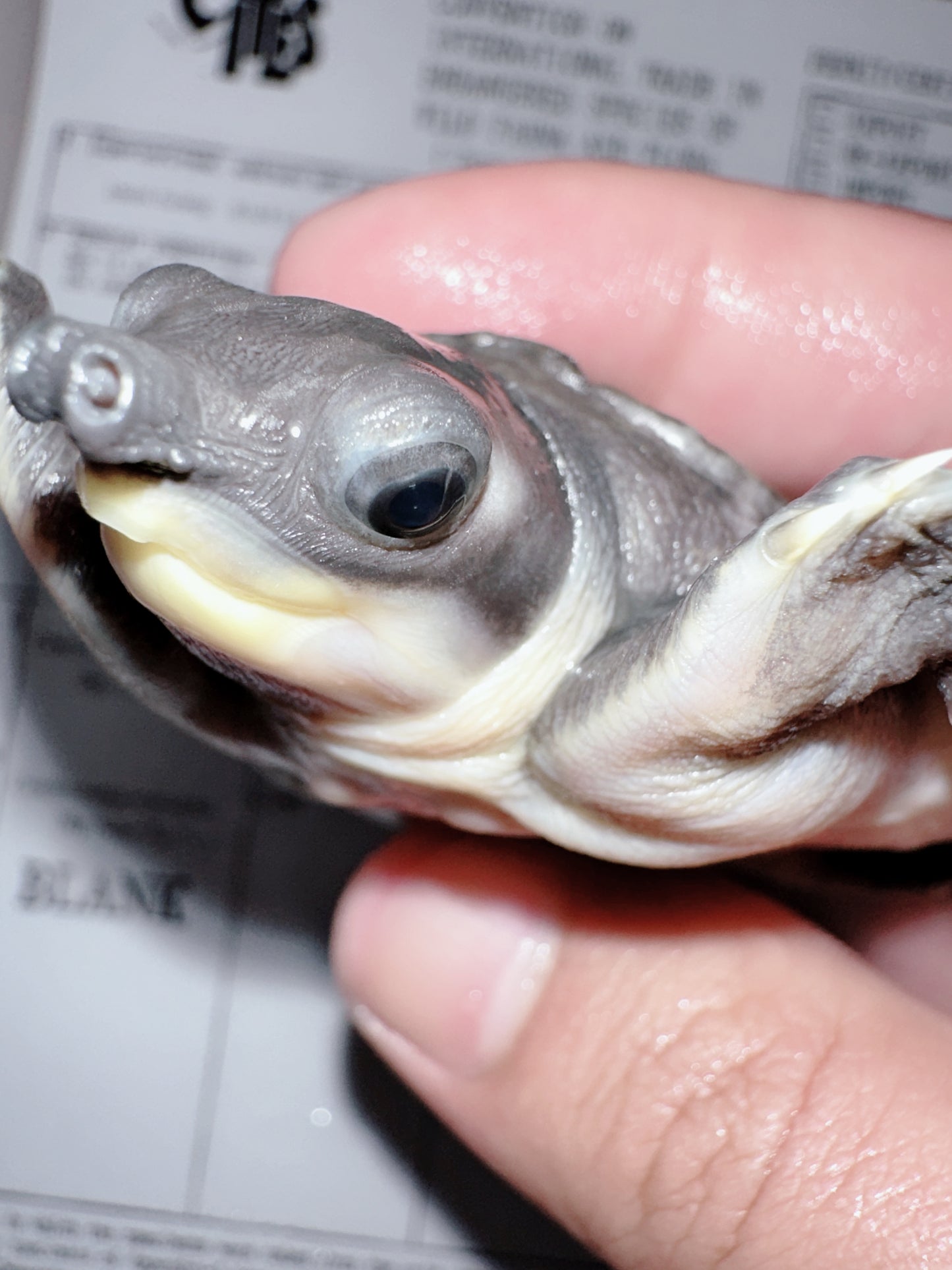 Fly River Turtle /Pig Nose Turtle 2