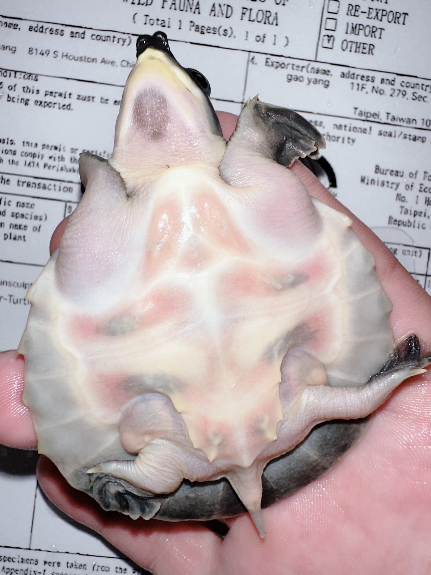 Fly River Turtle /Pig Nose Turtle 2