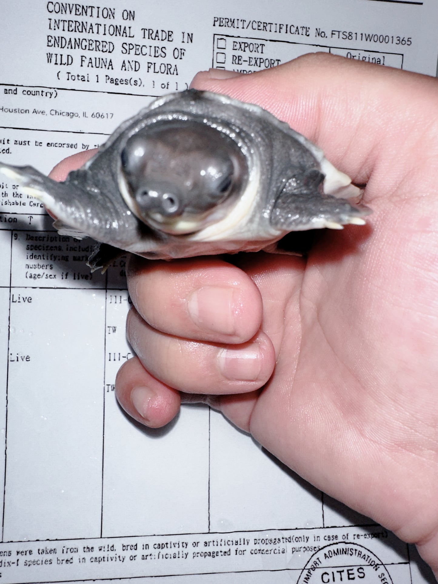Fly River Turtle /Pig Nose Turtle 1