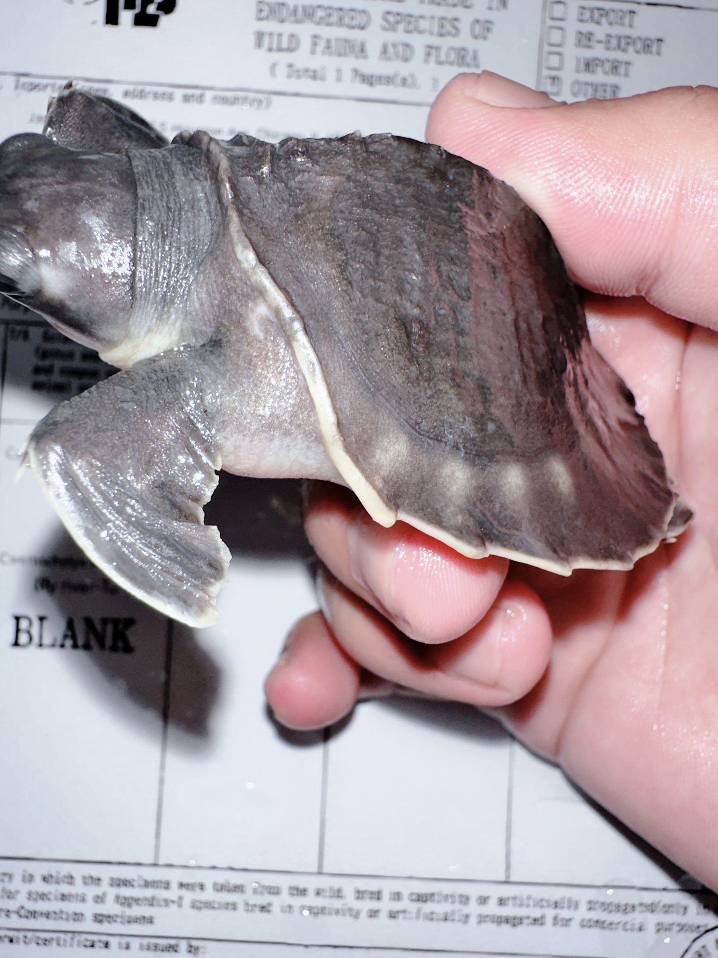 Fly River Turtle /Pig Nose Turtle 2