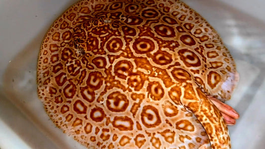 Freshwater stingray redbase super hybrid albino male