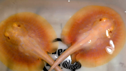 Freshwater stingray goldenbase pearl albino pair 4 inch