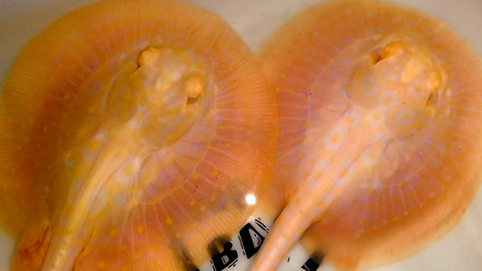 Freshwater stingray goldenbase pearl albino pair 4 inch