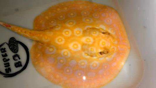 Freshwater stingray redbase motoro hybrid albino female 7-8inch