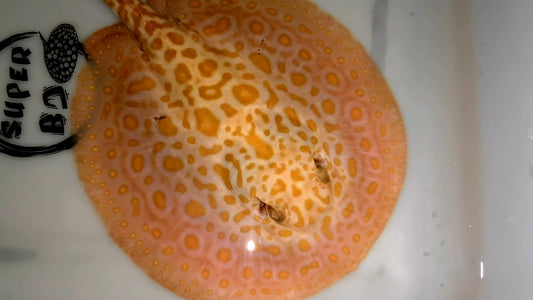 Freshwater stingray redbase hybrid albino female 7-8inch