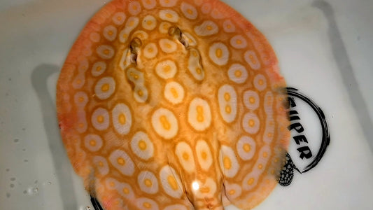 Freshwater stingray redbase pearl albino female 8inch