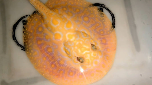 Freshwater stingray redbase super hybrid albino female 7inch