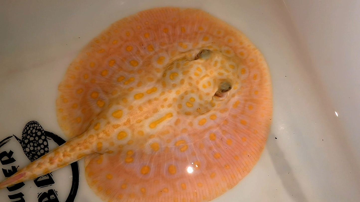 Freshwater stingray redbase pearl albino male 6inch