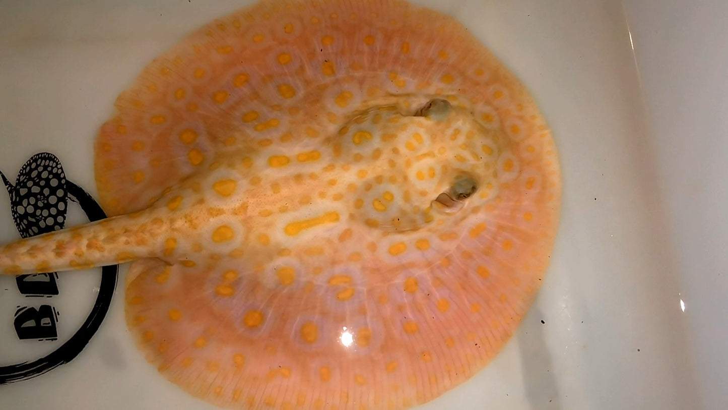 Freshwater stingray redbase pearl albino male 6inch