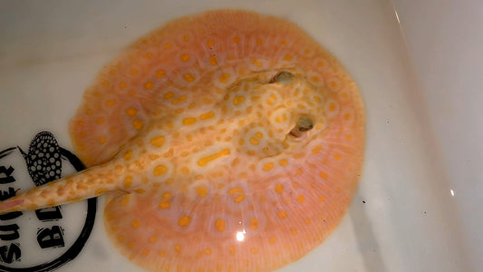 Freshwater stingray redbase pearl albino male 6inch