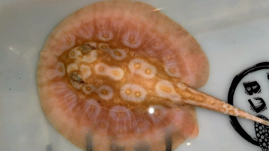 Freshwater stingray redbase pearl albino male 5-6inch